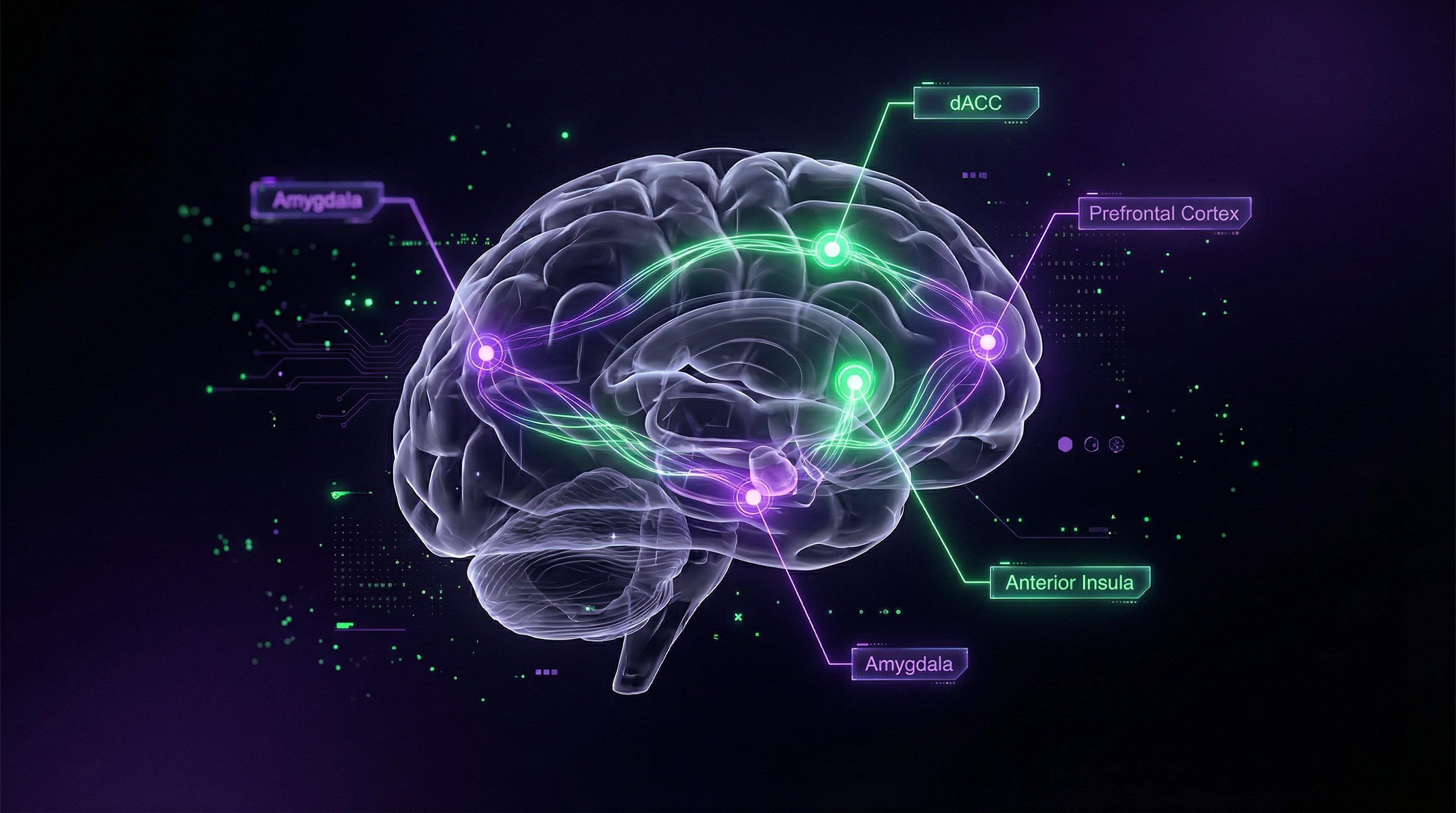 Key brain structures hypothesized to be involved in rejection sensitivity