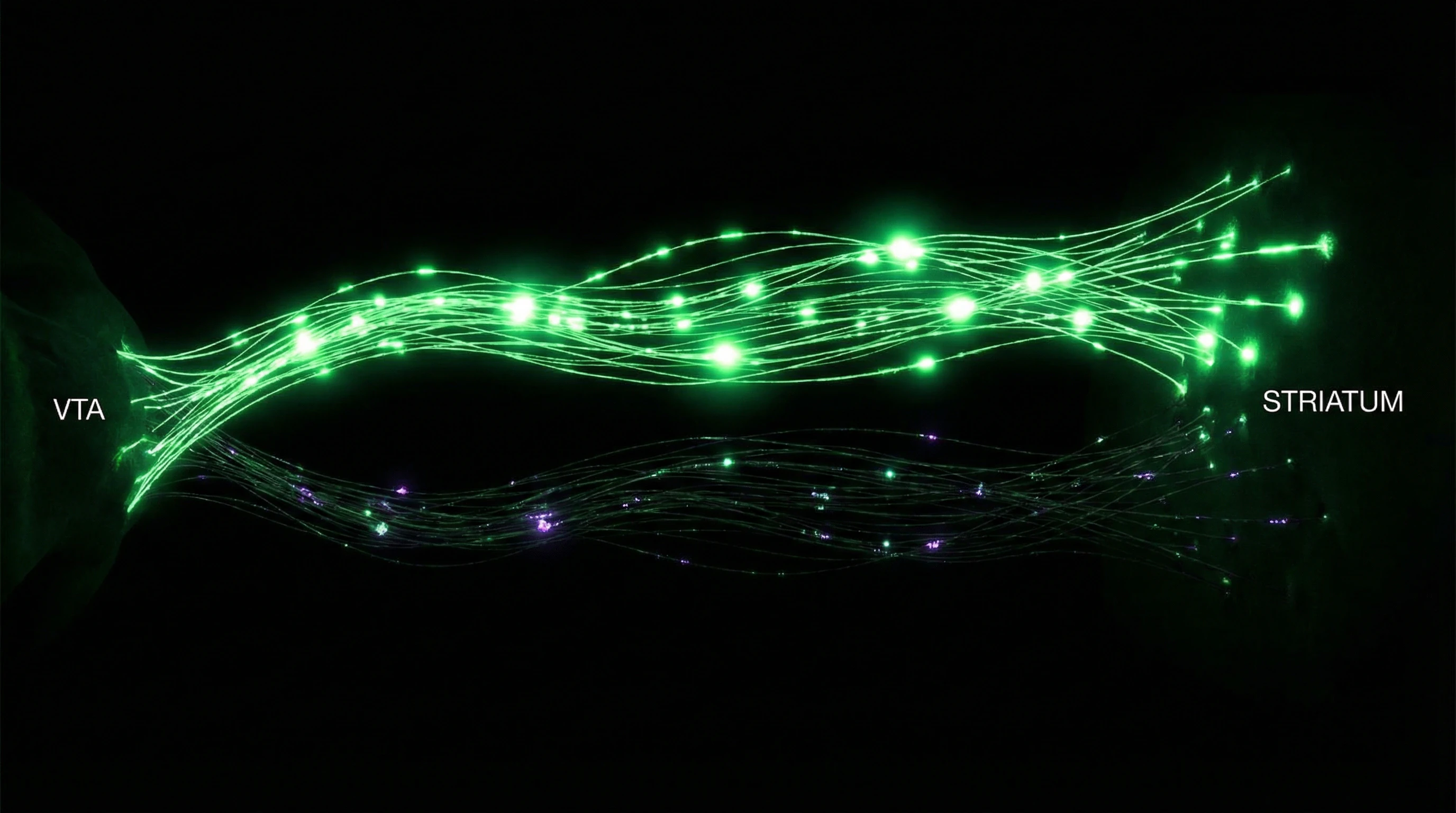 Esquema de vías dopaminérgicas desde el VTA al estriado con visualización de señales RPE positivas y negativas