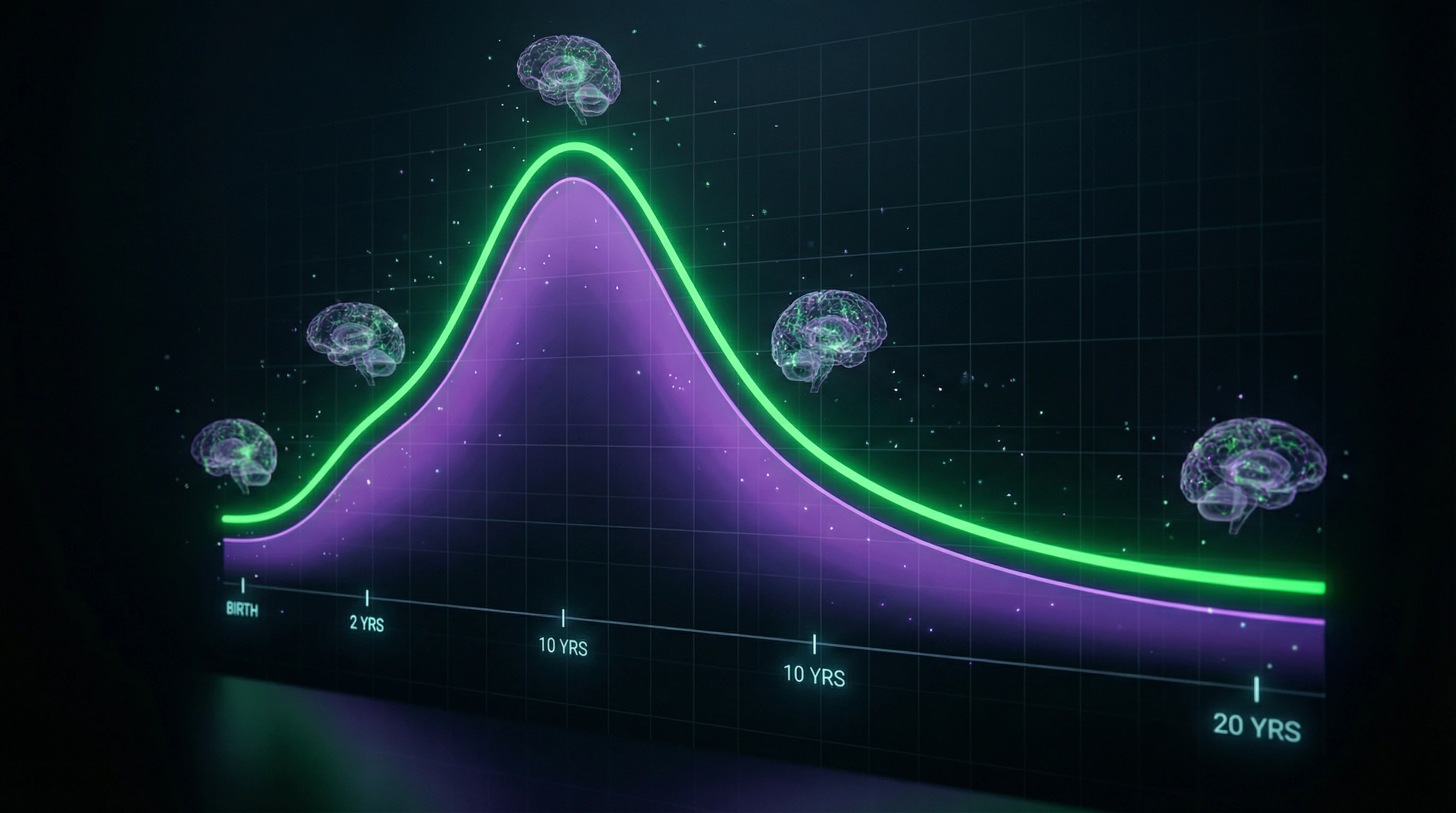 Graph of synapse density in prefrontal cortex from birth to age 20 with peak at age 2